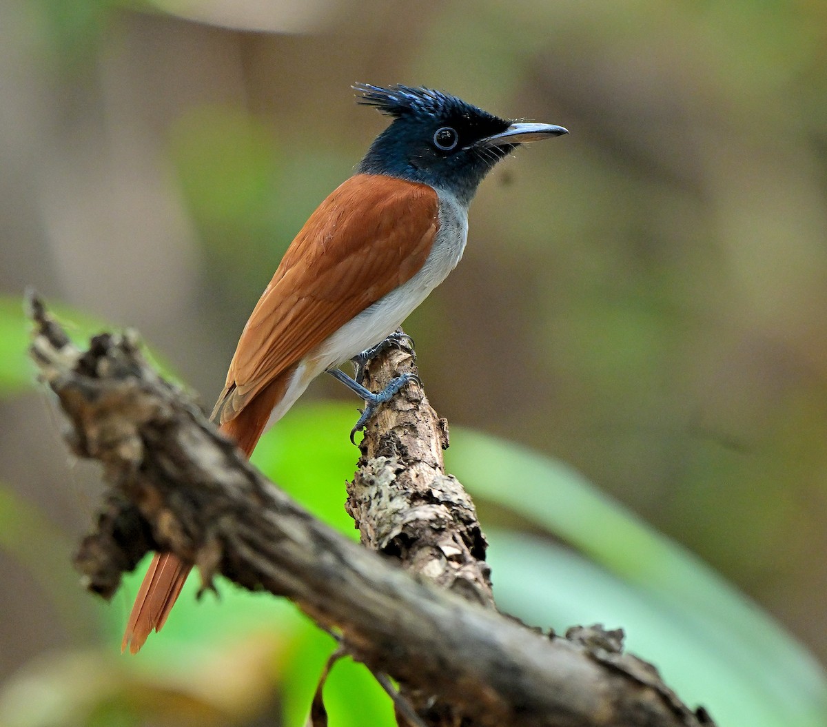 Indian Paradise-Flycatcher - ML647613006