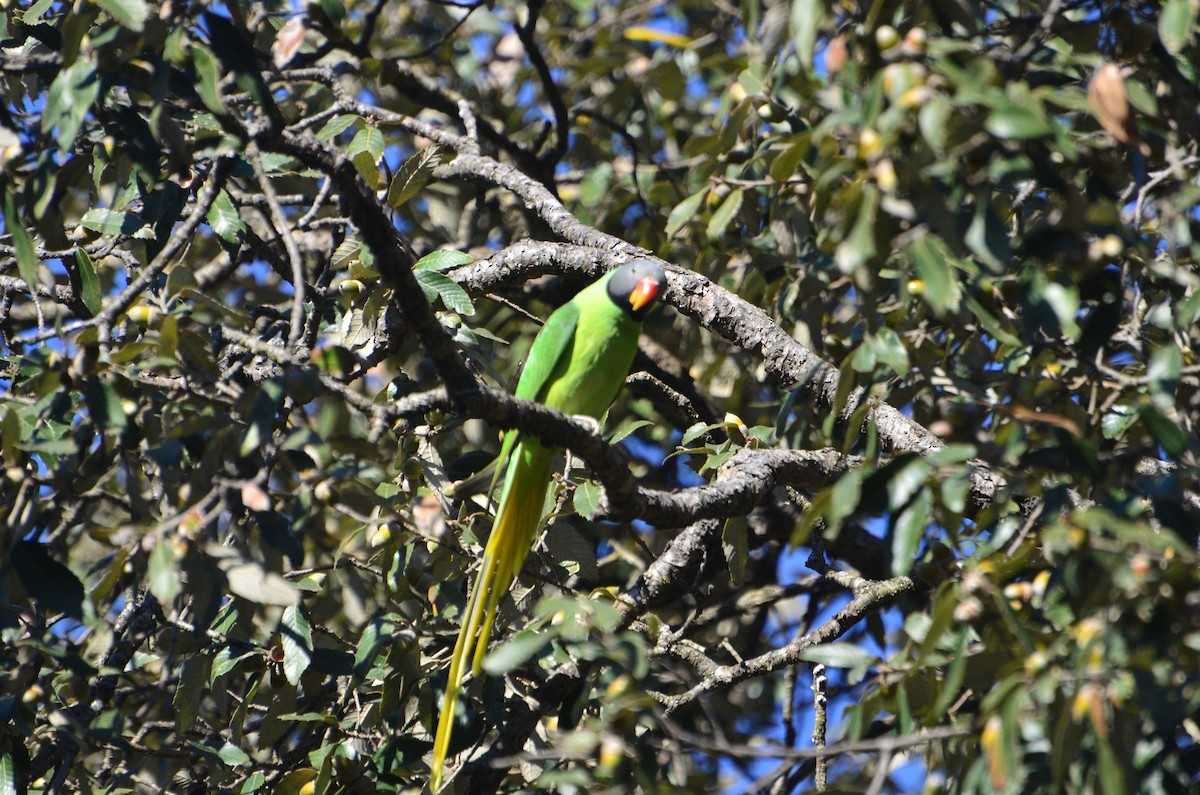 himalayaparakitt - ML647613007