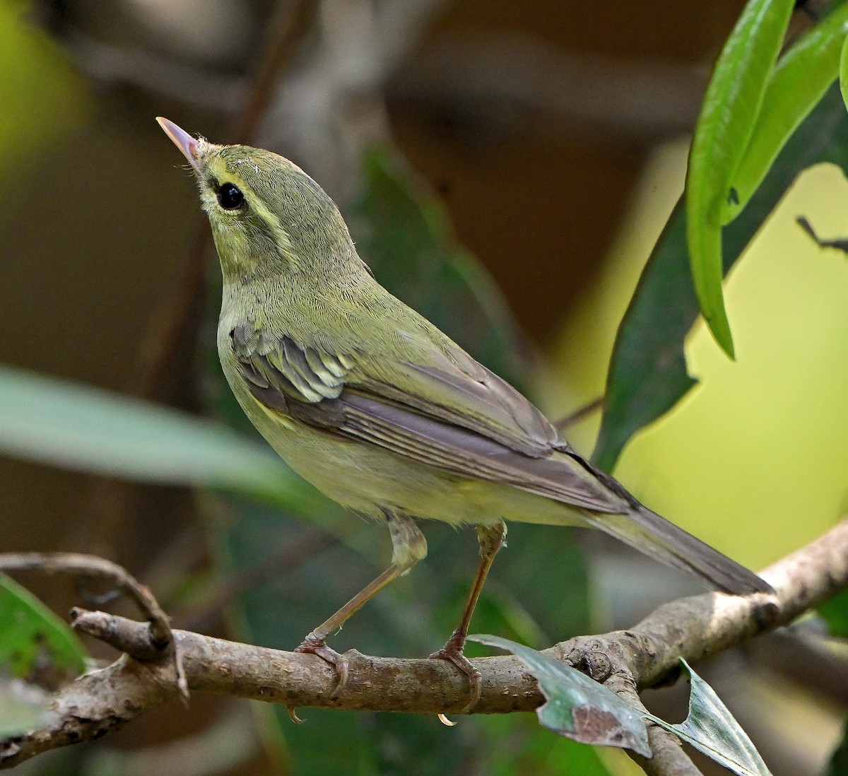 Green Warbler - ML647613019
