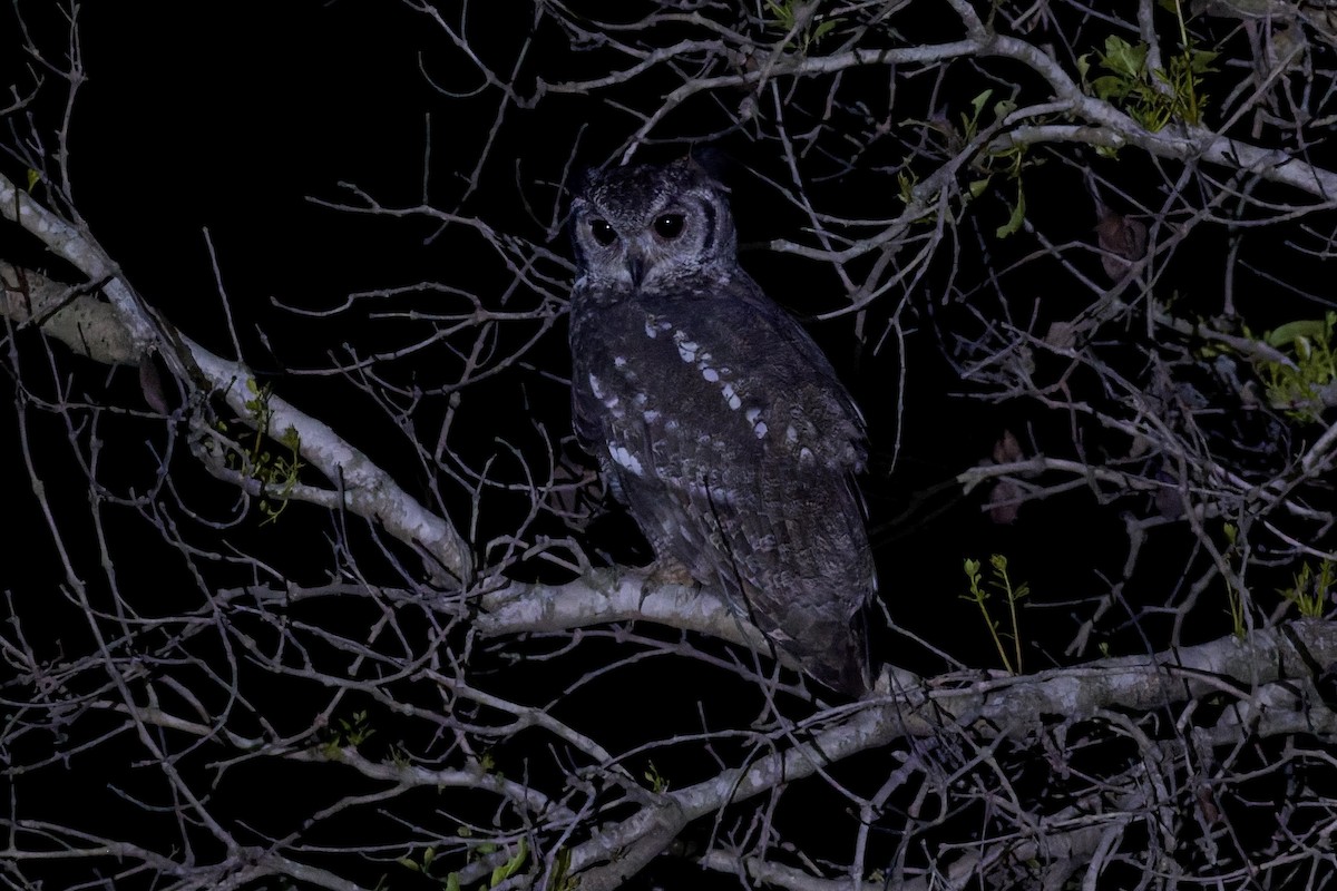 Grayish Eagle-Owl - ML647613079