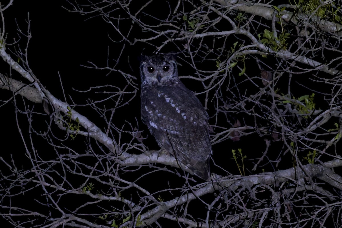 Grayish Eagle-Owl - ML647613080