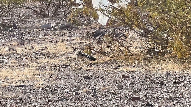 Greater Roadrunner - ML647613137