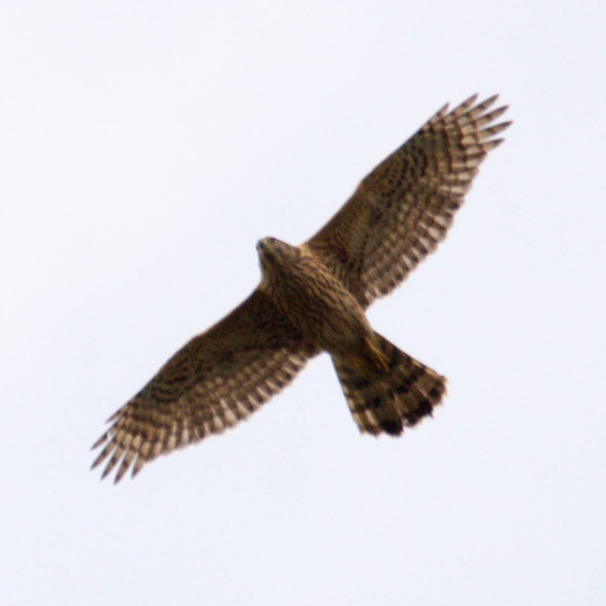 Яструб великий - ML647613153