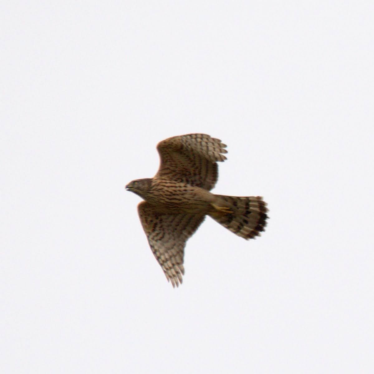 Яструб великий - ML647613154