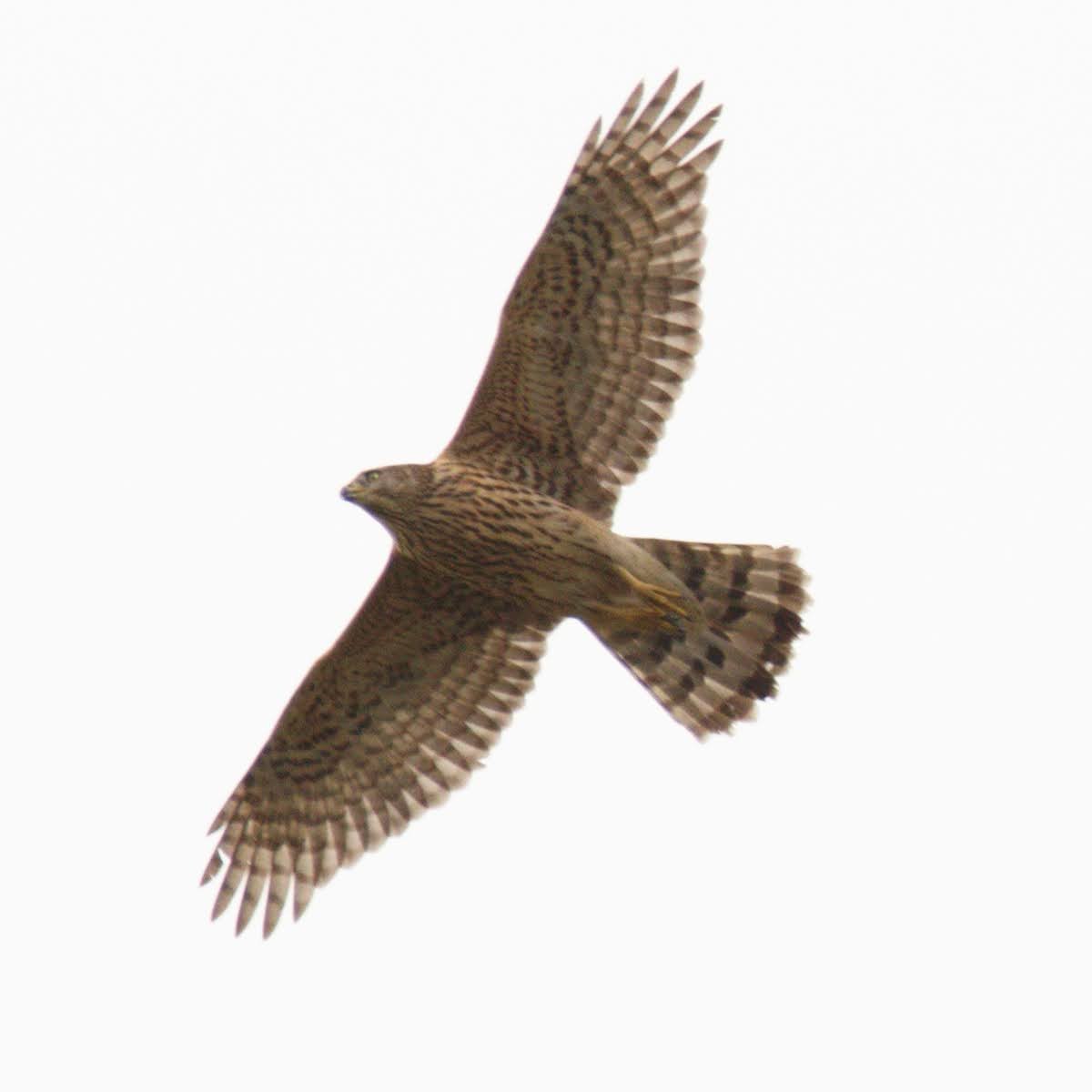 Яструб великий - ML647613155