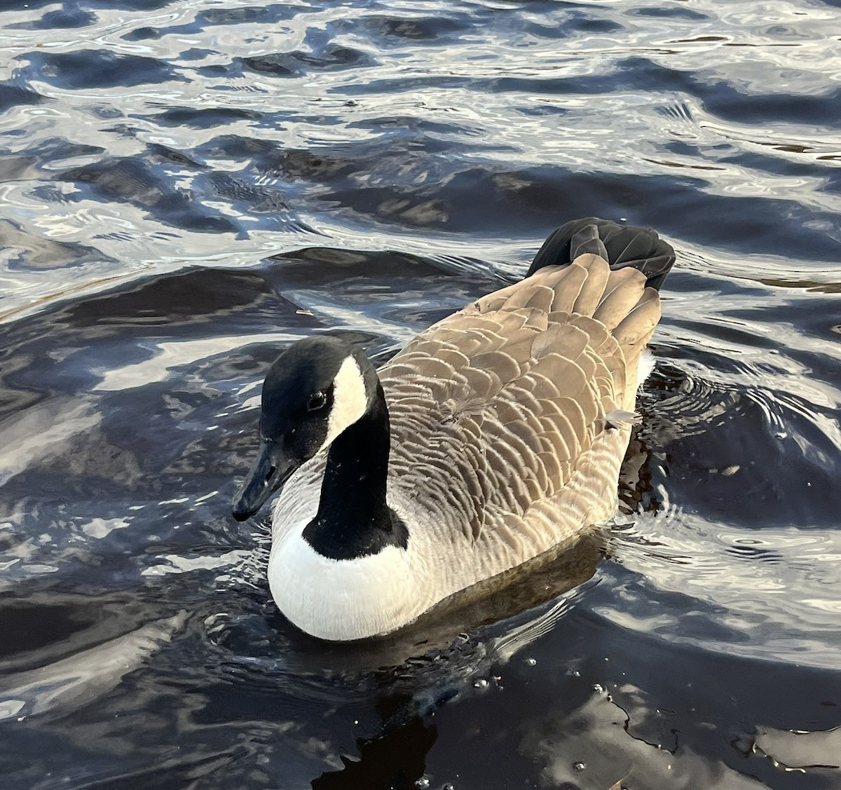 Kanadagans - ML647613164