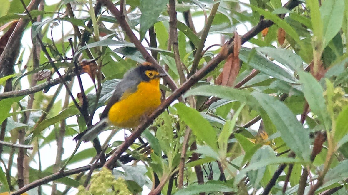 Spectacled Redstart - ML647613167
