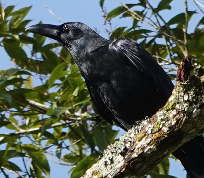 Large-billed Crow - ML647613169