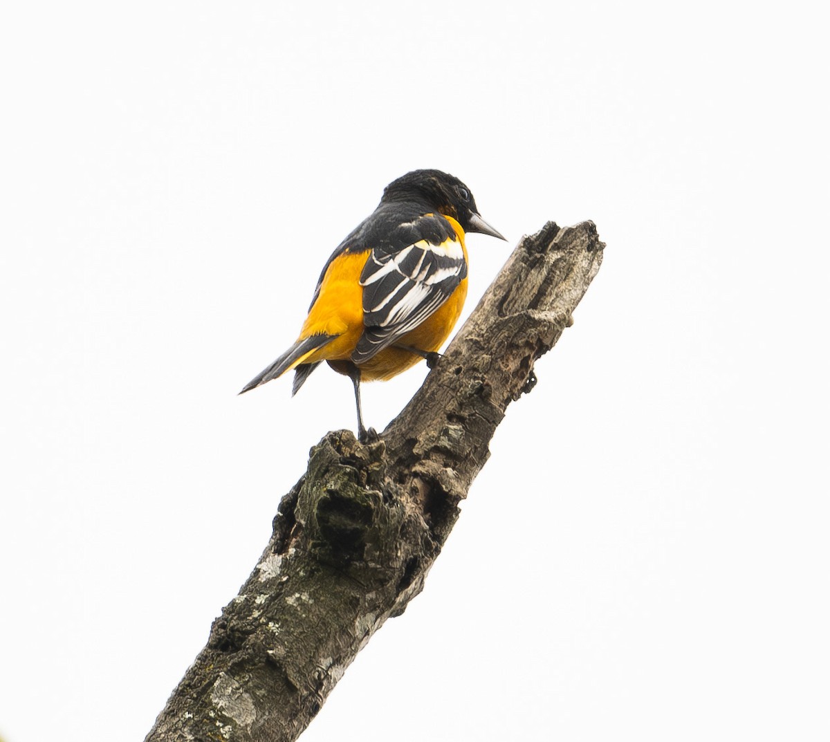 ボルチモアムクドリモドキ - ML647613184