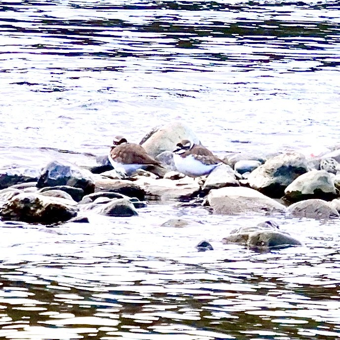 Пісочник усурійський - ML647613207