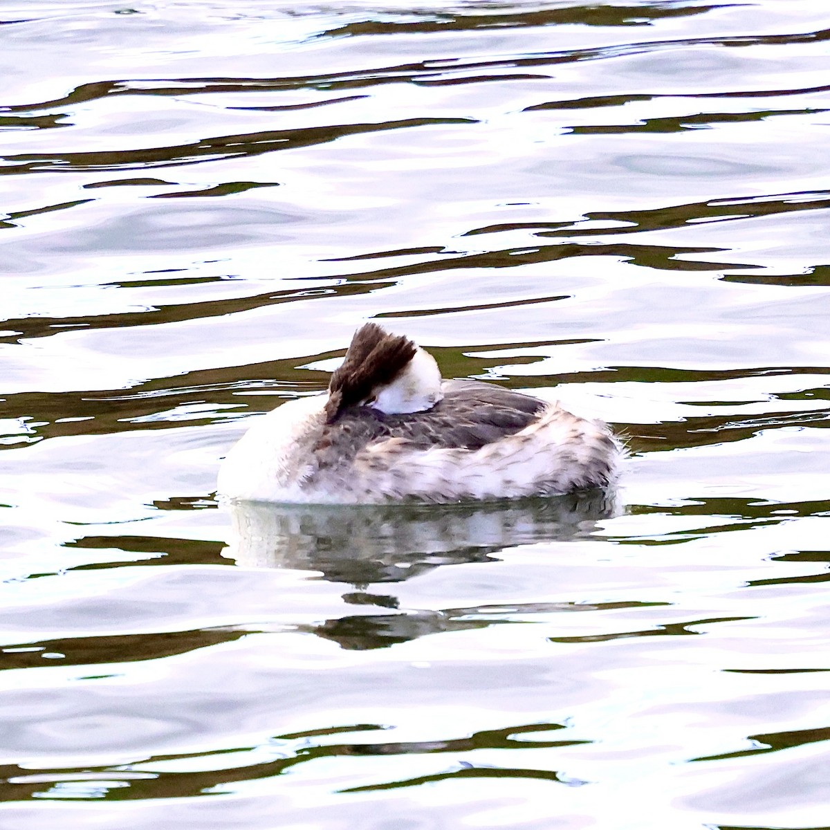 Пірникоза велика - ML647613211