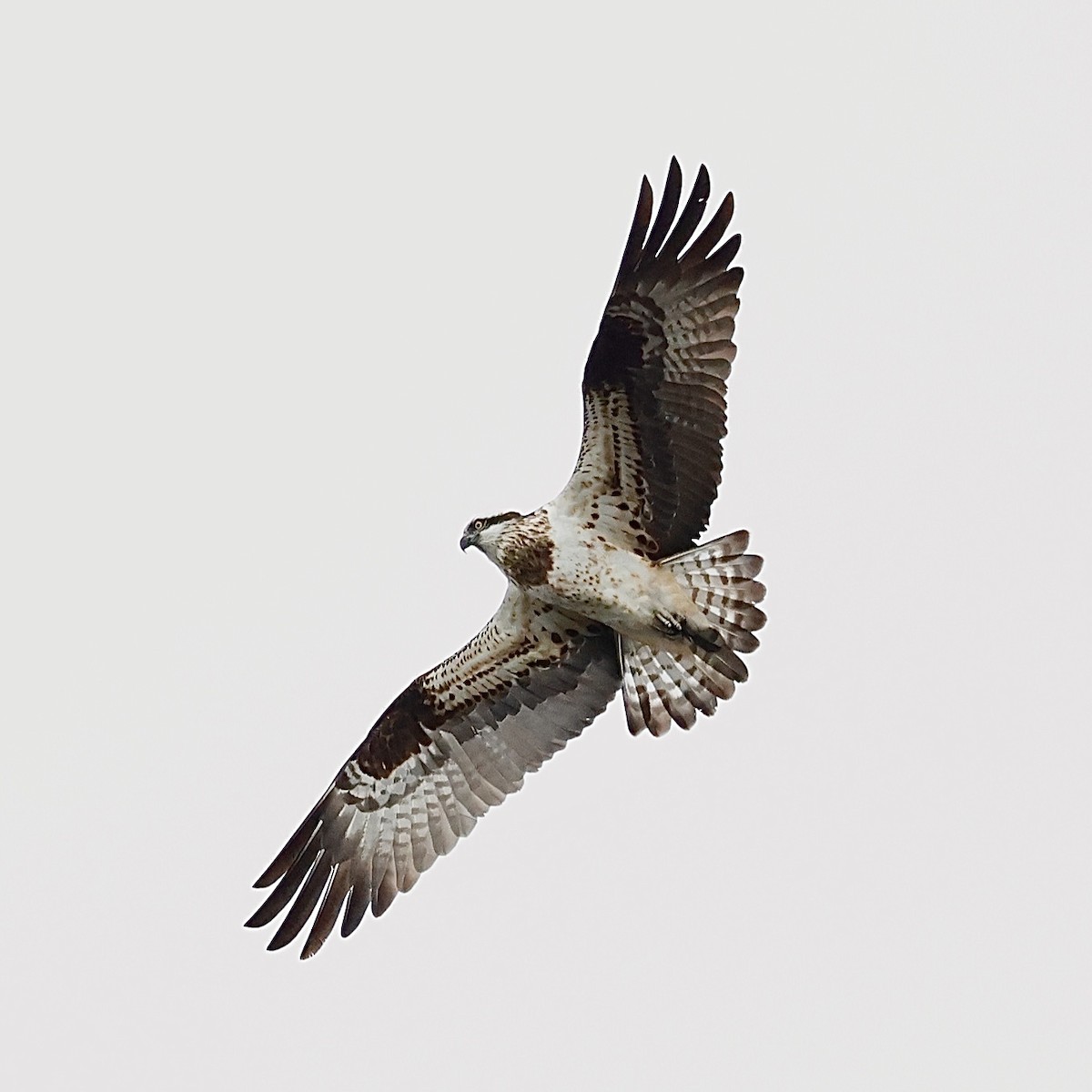 Скопа західна - ML647613216