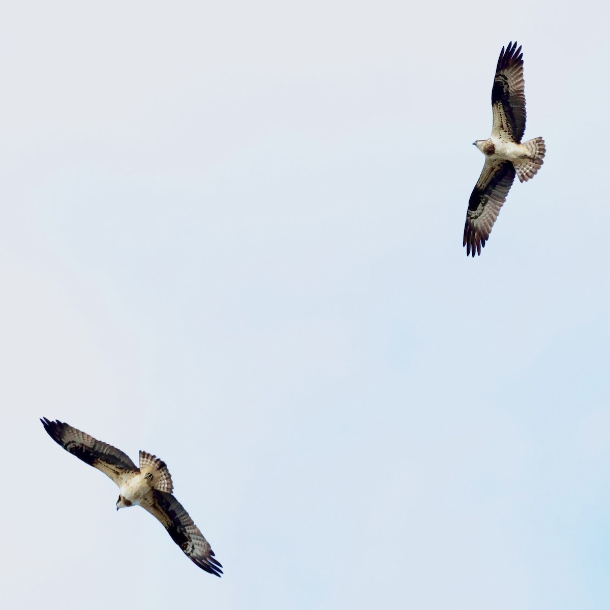 Скопа західна - ML647613217