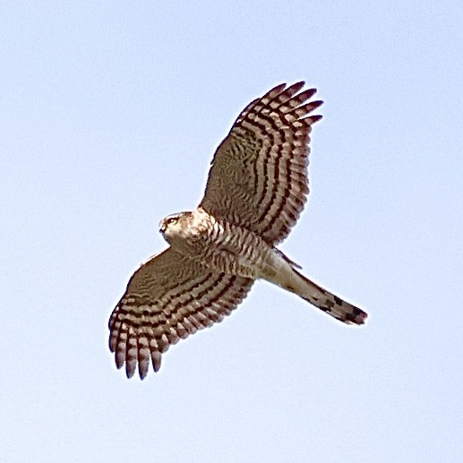 Яструб малий - ML647613223