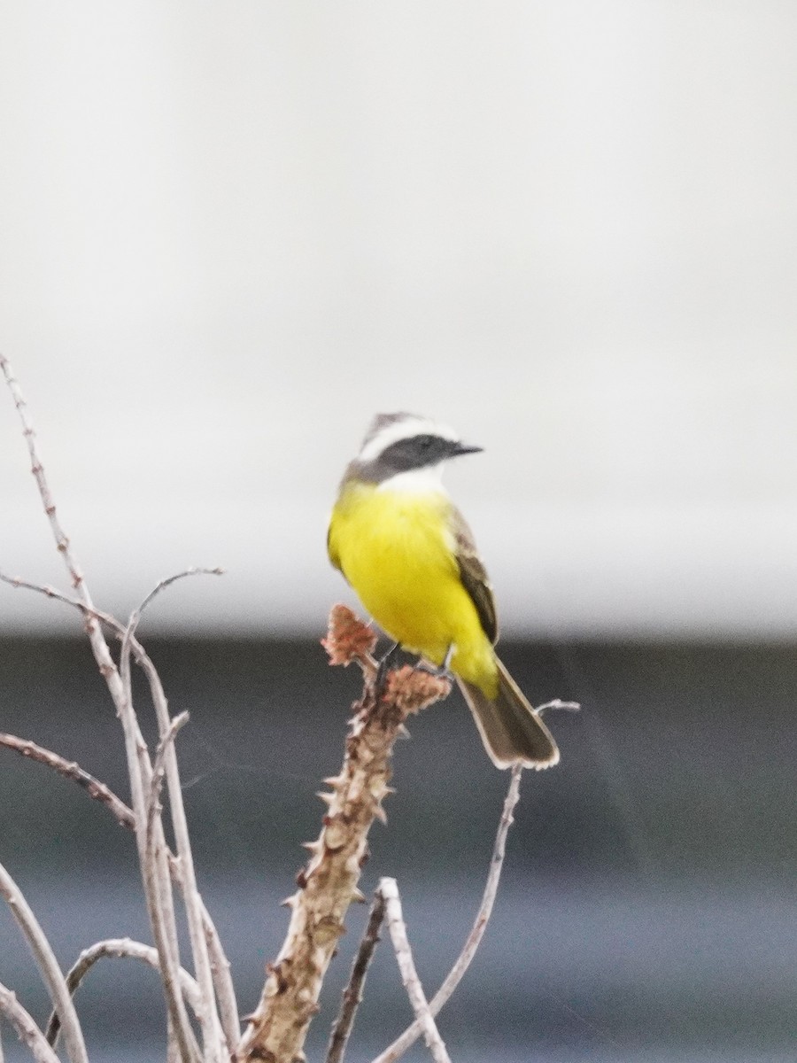 Tyran sociable - ML647613229