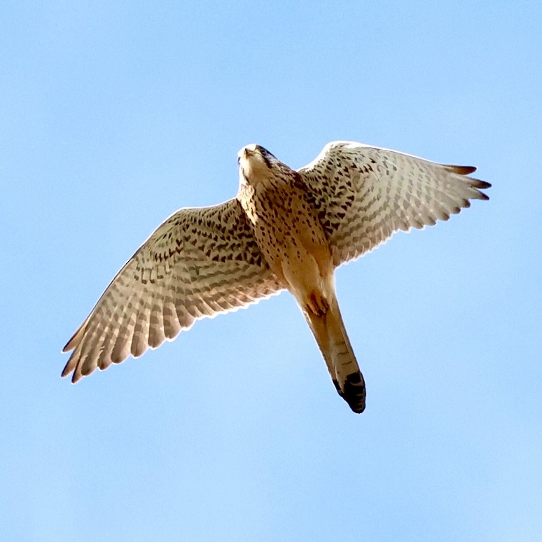 Боривітер звичайний - ML647613230