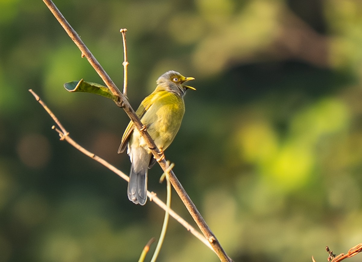 Gray-headed Bulbul - ML647613257