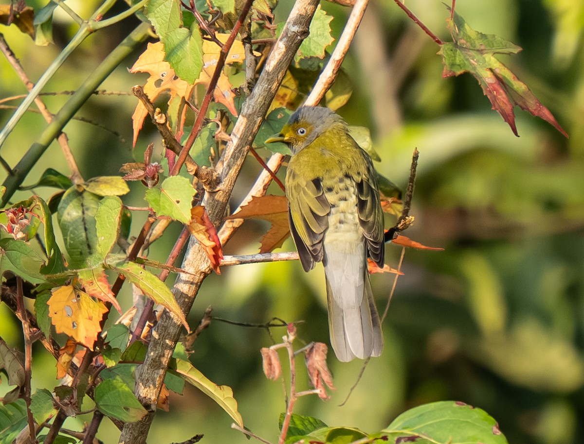 Gray-headed Bulbul - ML647613258