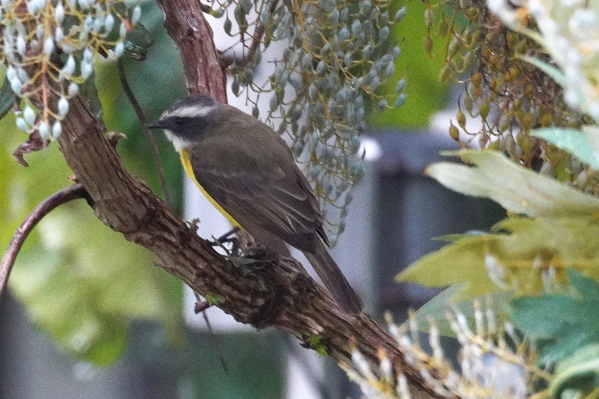 Tyran sociable - ML647613275