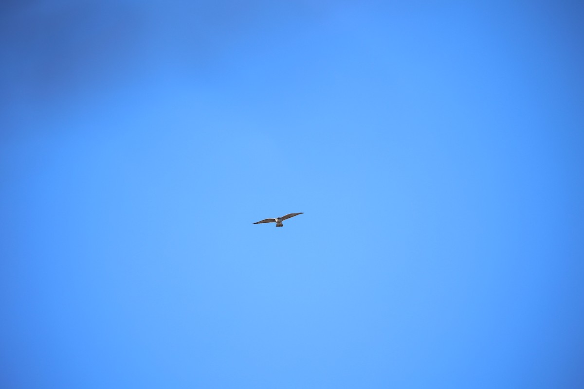 vandrefalk - ML647613278