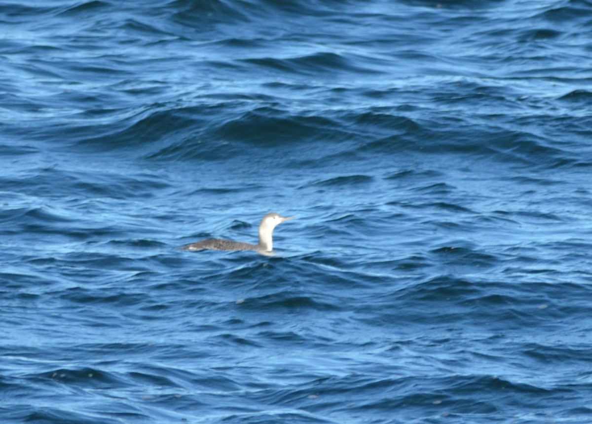 Strolaga minore - ML647613292