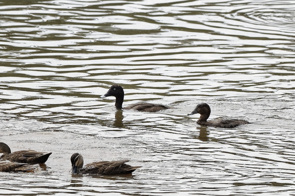 Hardhead - ML647613294