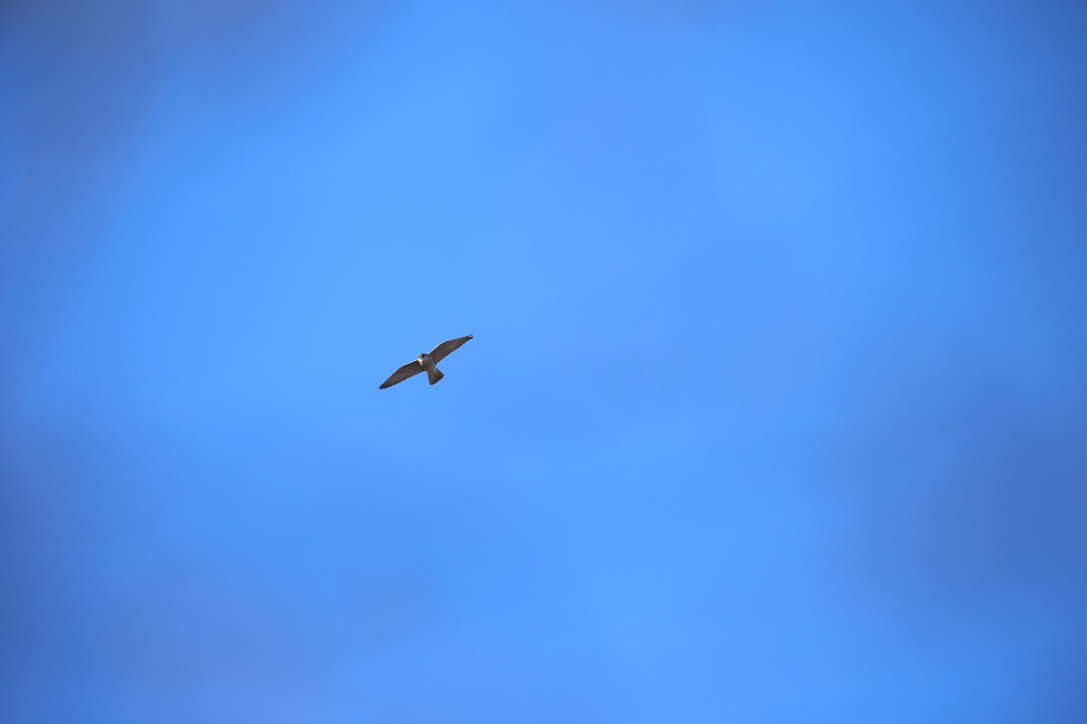 vandrefalk - ML647613295