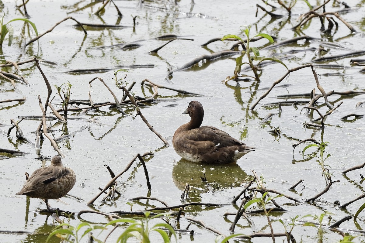 Hardhead - ML647613316