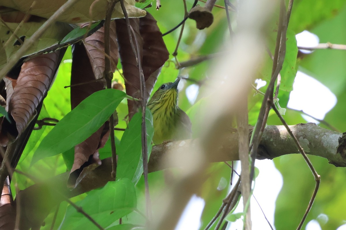 Pin-striped Tit-Babbler - ML647613325