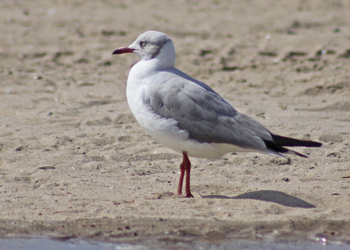 Antxeta burugrisa - ML647613334