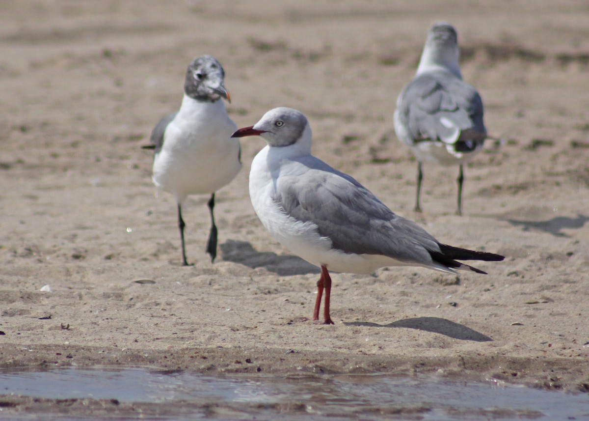 Antxeta burugrisa - ML647613335