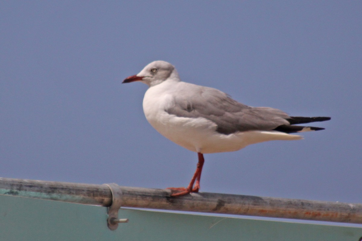 Antxeta burugrisa - ML647613336