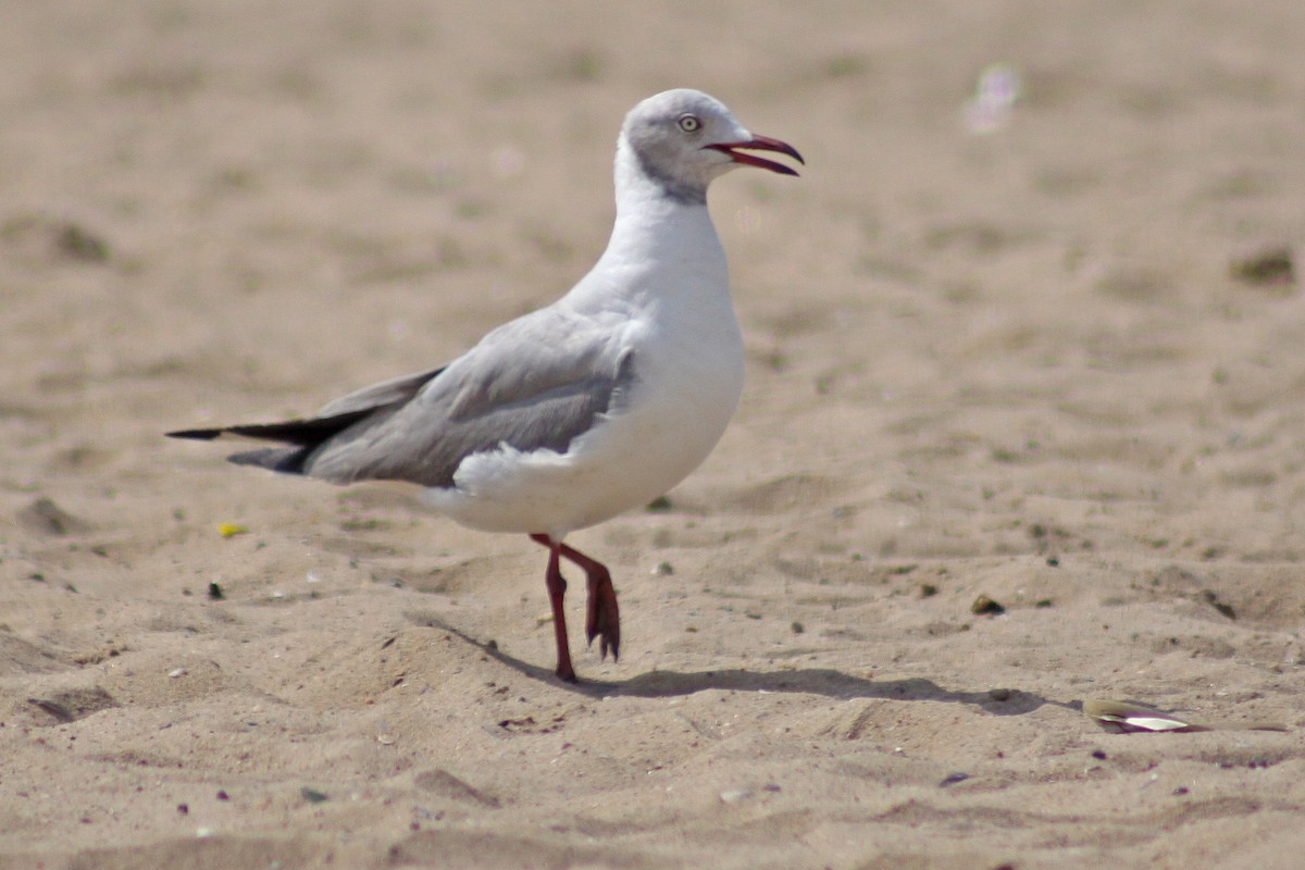 Antxeta burugrisa - ML647613337