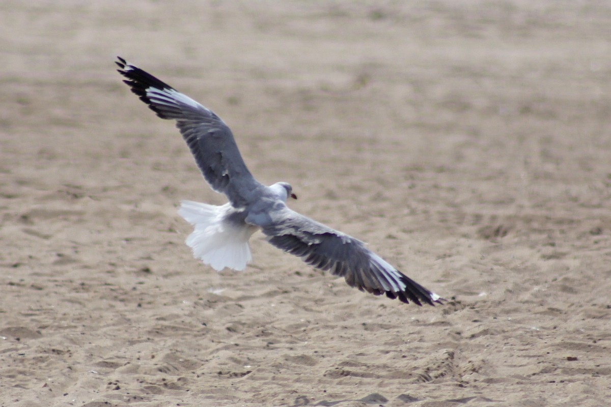 Antxeta burugrisa - ML647613338