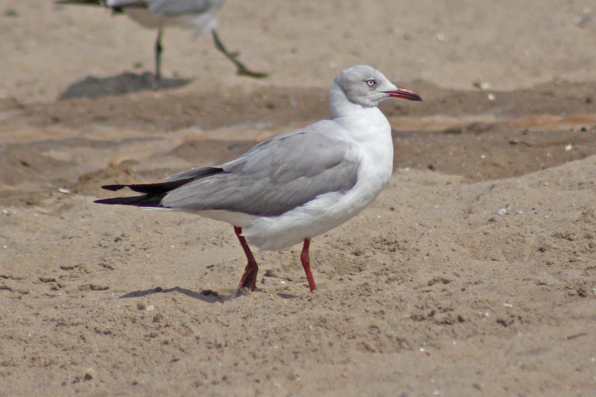 Antxeta burugrisa - ML647613339