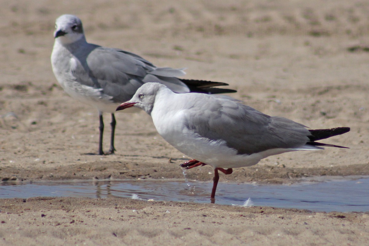 Antxeta burugrisa - ML647613340