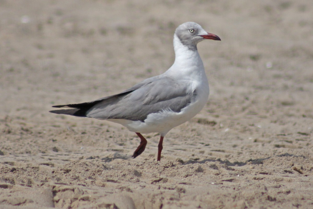 Antxeta burugrisa - ML647613341