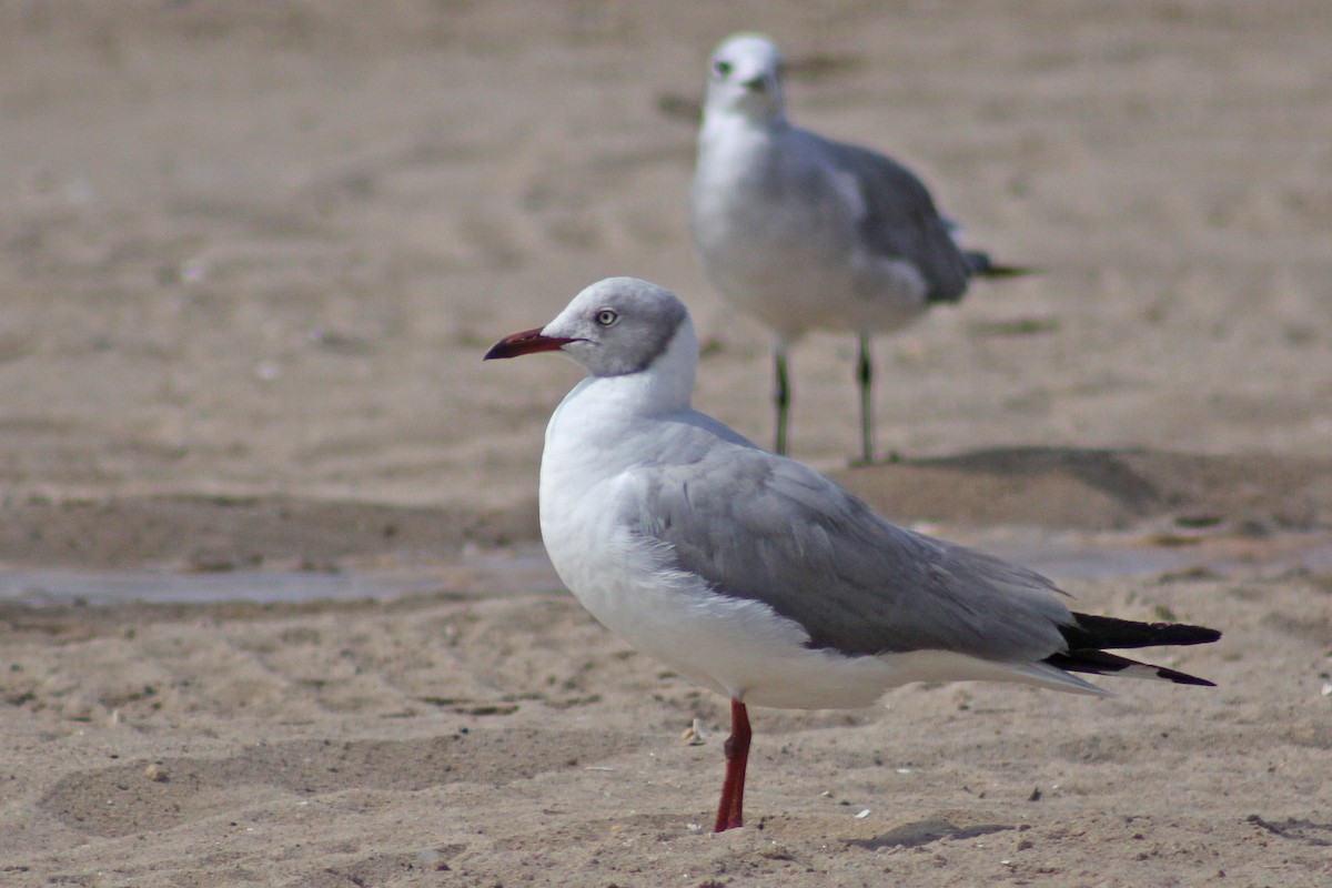 Antxeta burugrisa - ML647613342