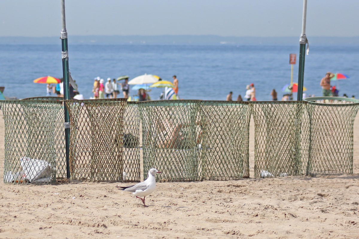 Antxeta burugrisa - ML647613345