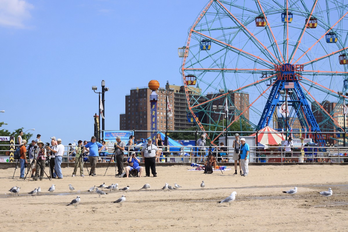 Antxeta burugrisa - ML647613346