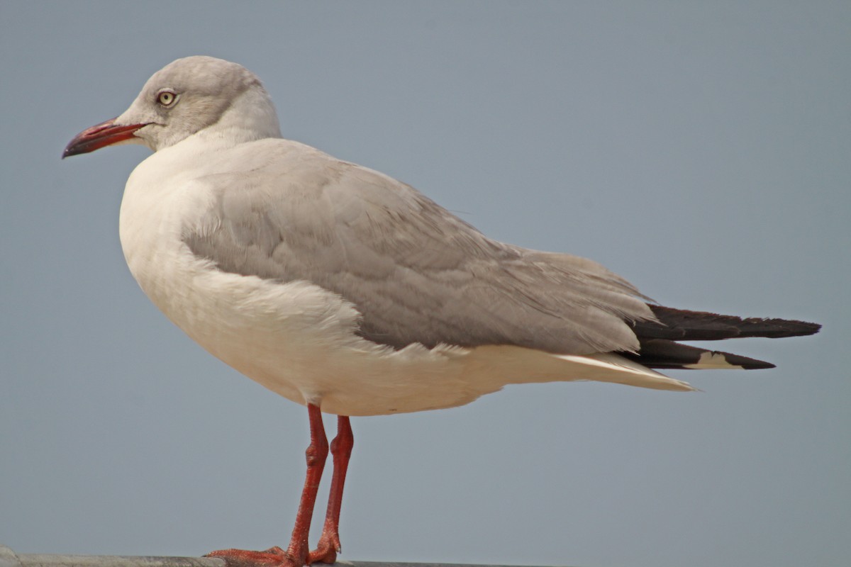 Antxeta burugrisa - ML647613347