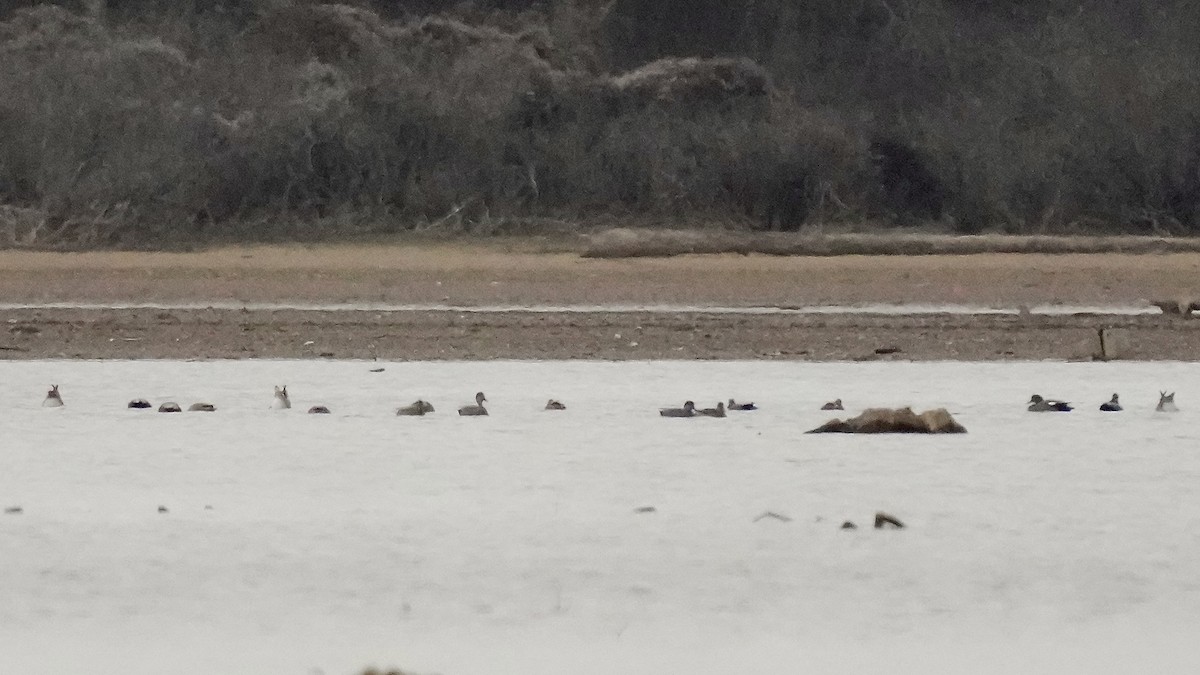 赤膀鴨 - ML647613349