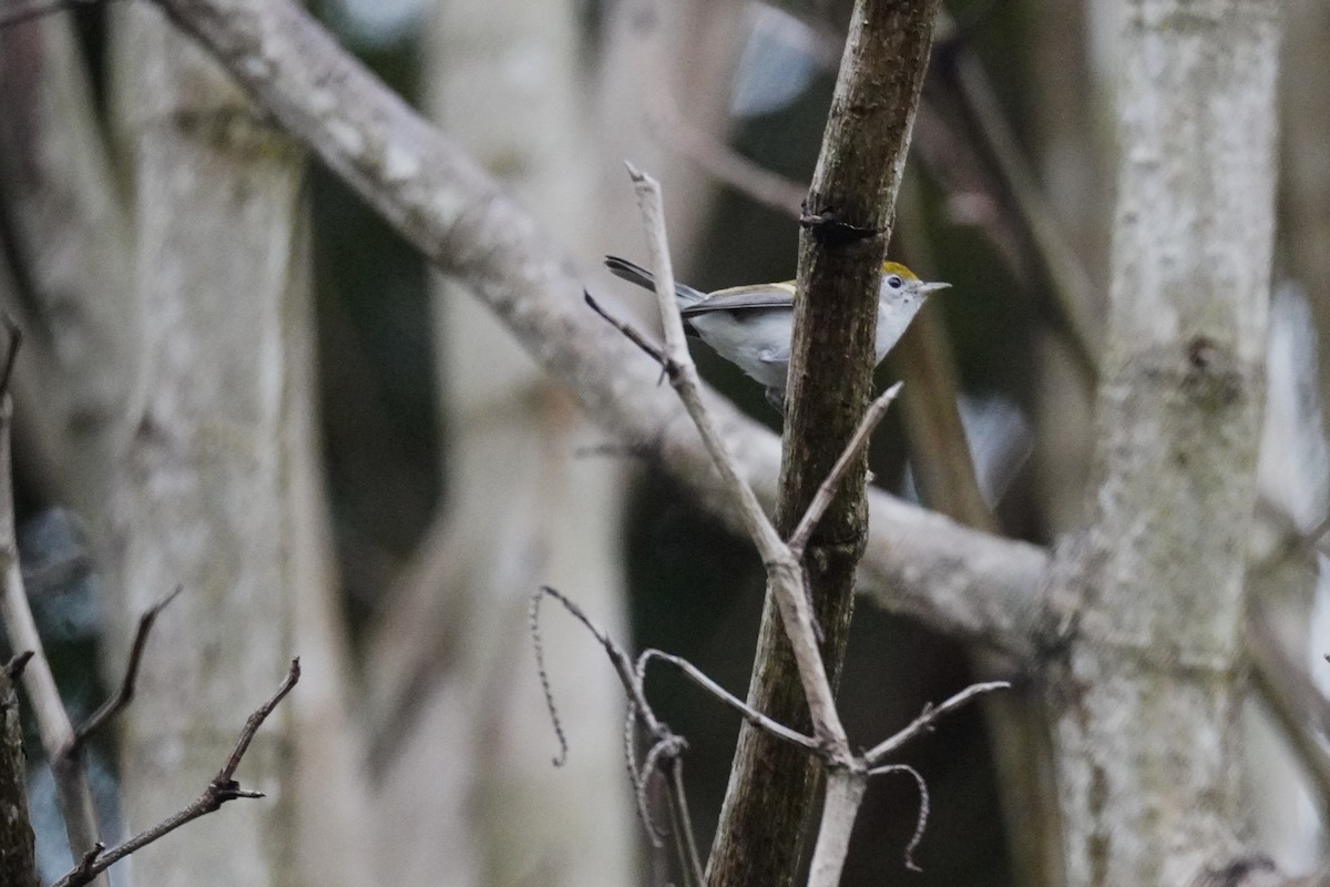 brunsideparula - ML647613350