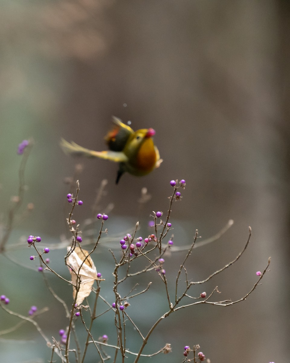 Мезія жовтогорла - ML647613352
