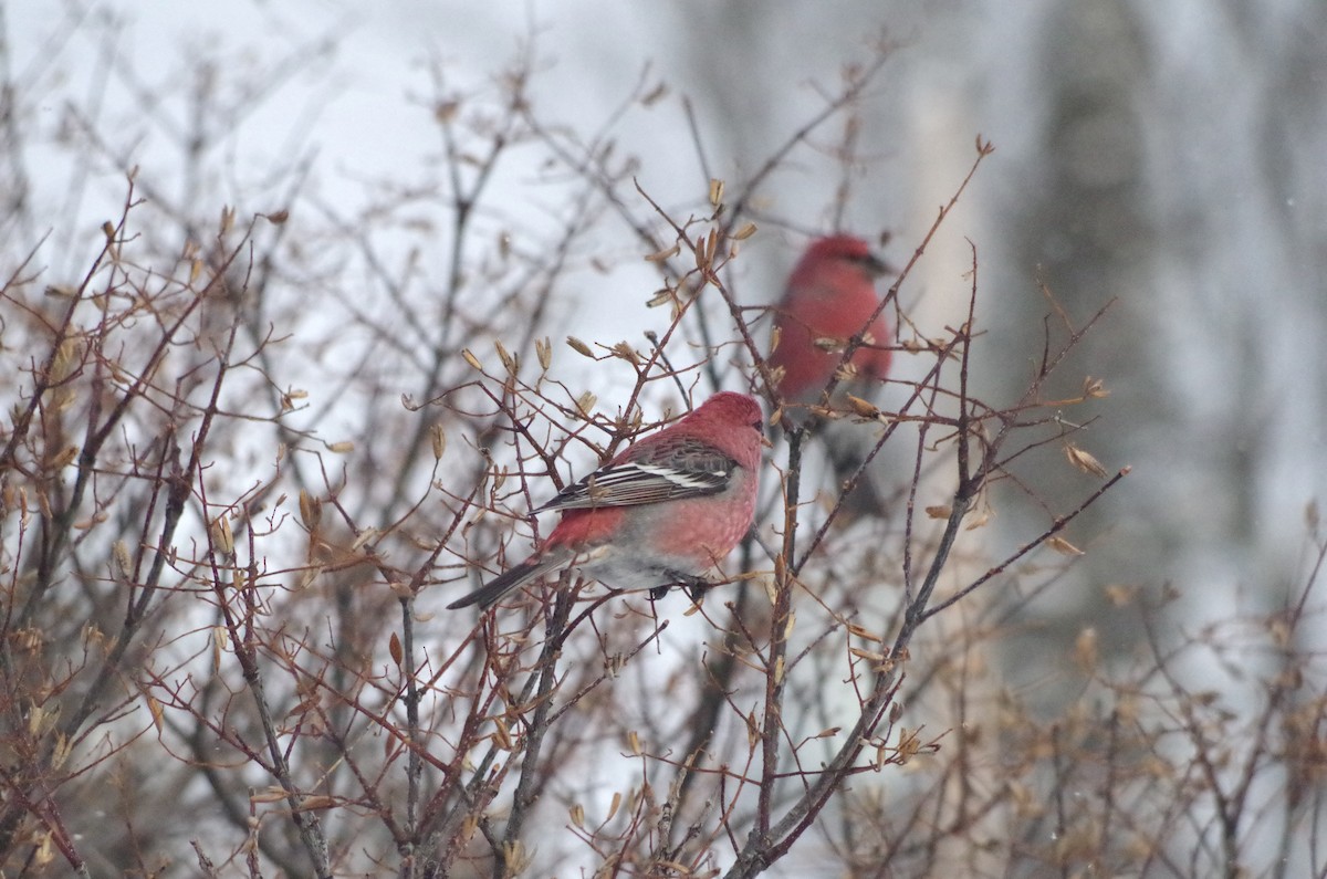 Pinu-gailupa - ML647613398