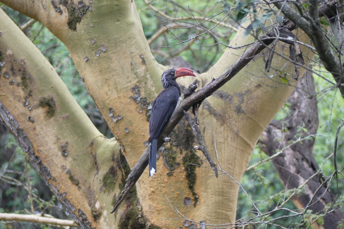 Crowned Hornbill - ML647613412