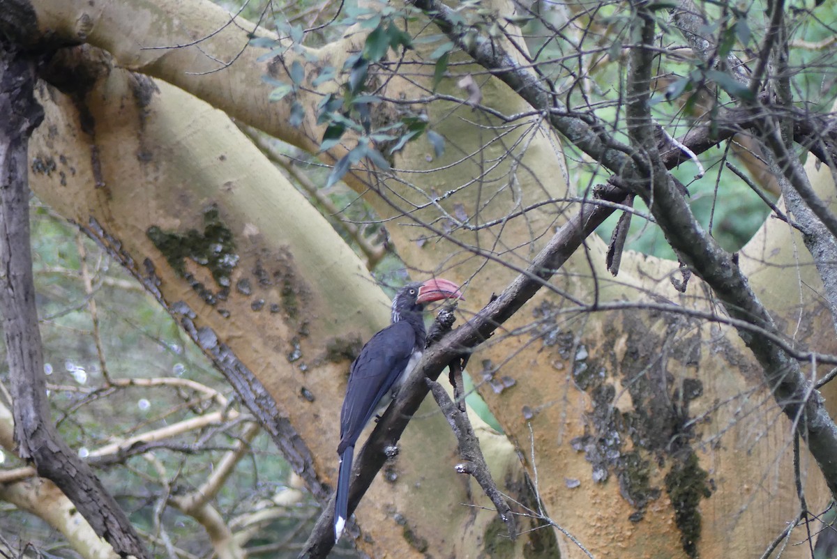 Crowned Hornbill - ML647613413