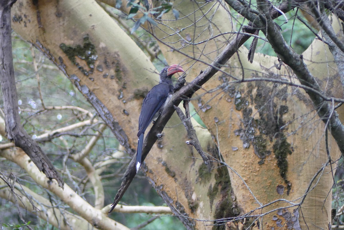 Crowned Hornbill - ML647613414
