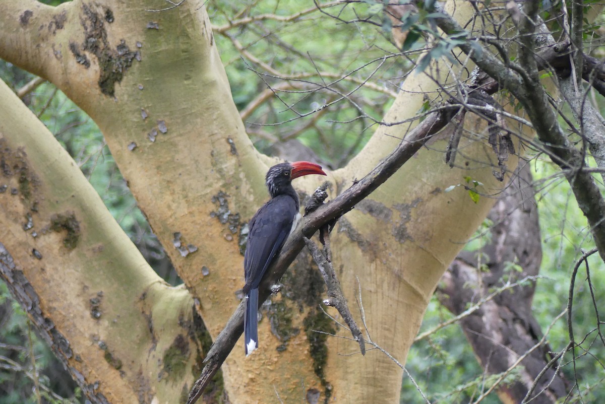 Crowned Hornbill - ML647613415