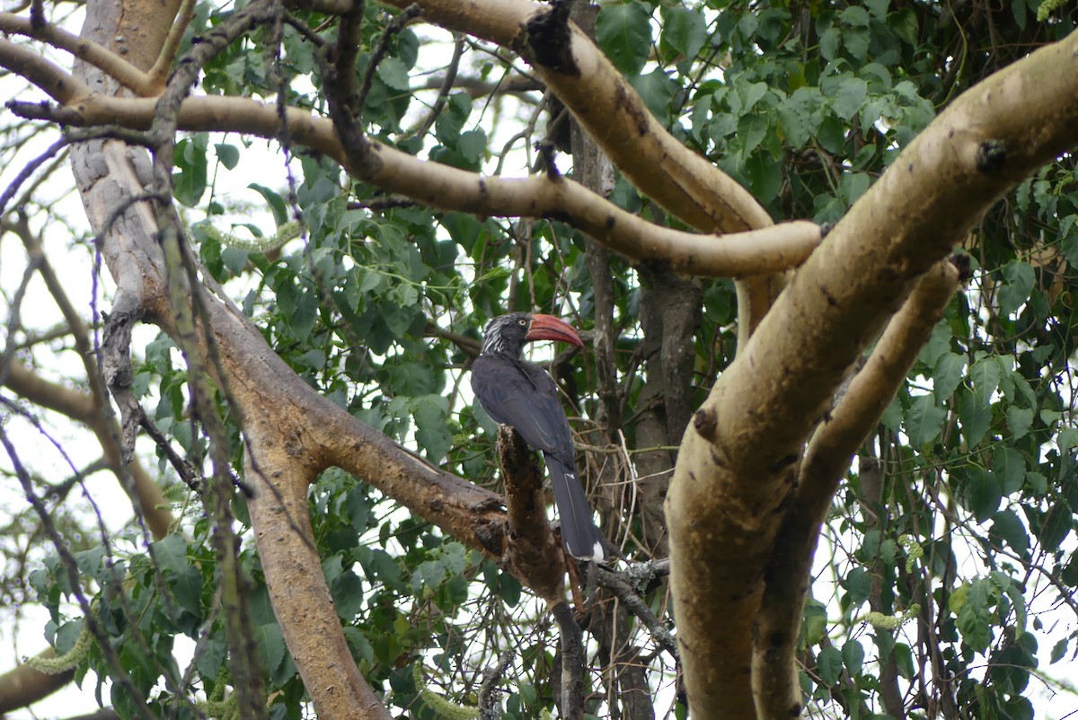 Crowned Hornbill - ML647613416
